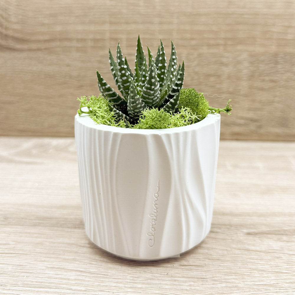 Vaso con Piantina e Muschio Claraluna