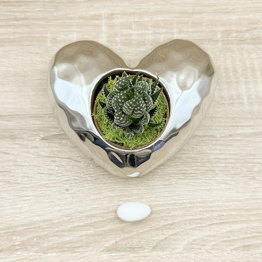 Vaso Cuore Argento con Piantina e Muschio Claraluna