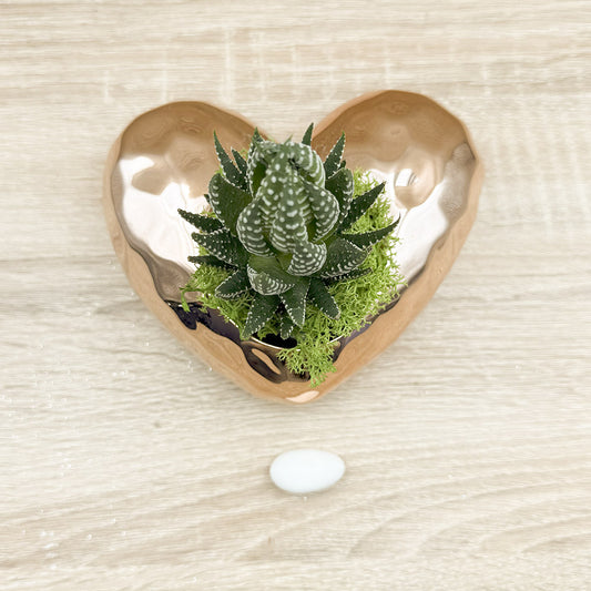 Vaso Cuore Oro Rosa con Piantina e Muschio Claraluna