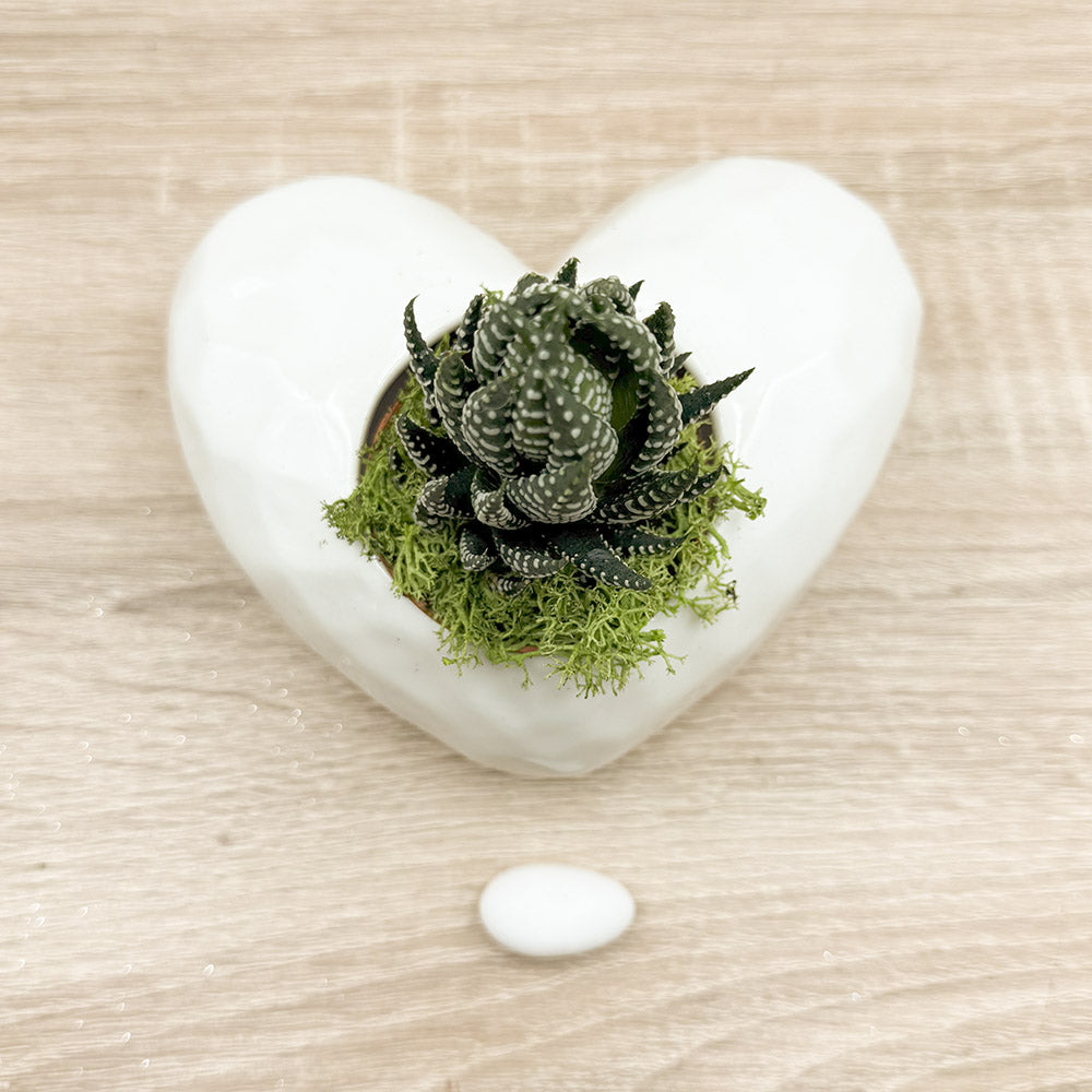 Vaso Cuore Bianco con Piantina e Muschio Claraluna