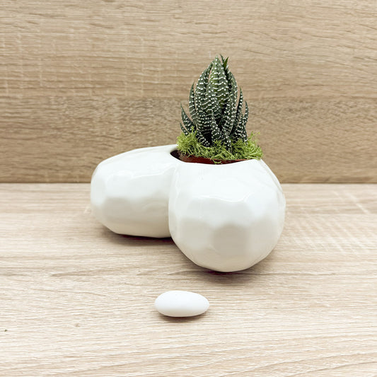 Vaso Cuore Bianco con Piantina e Muschio Claraluna