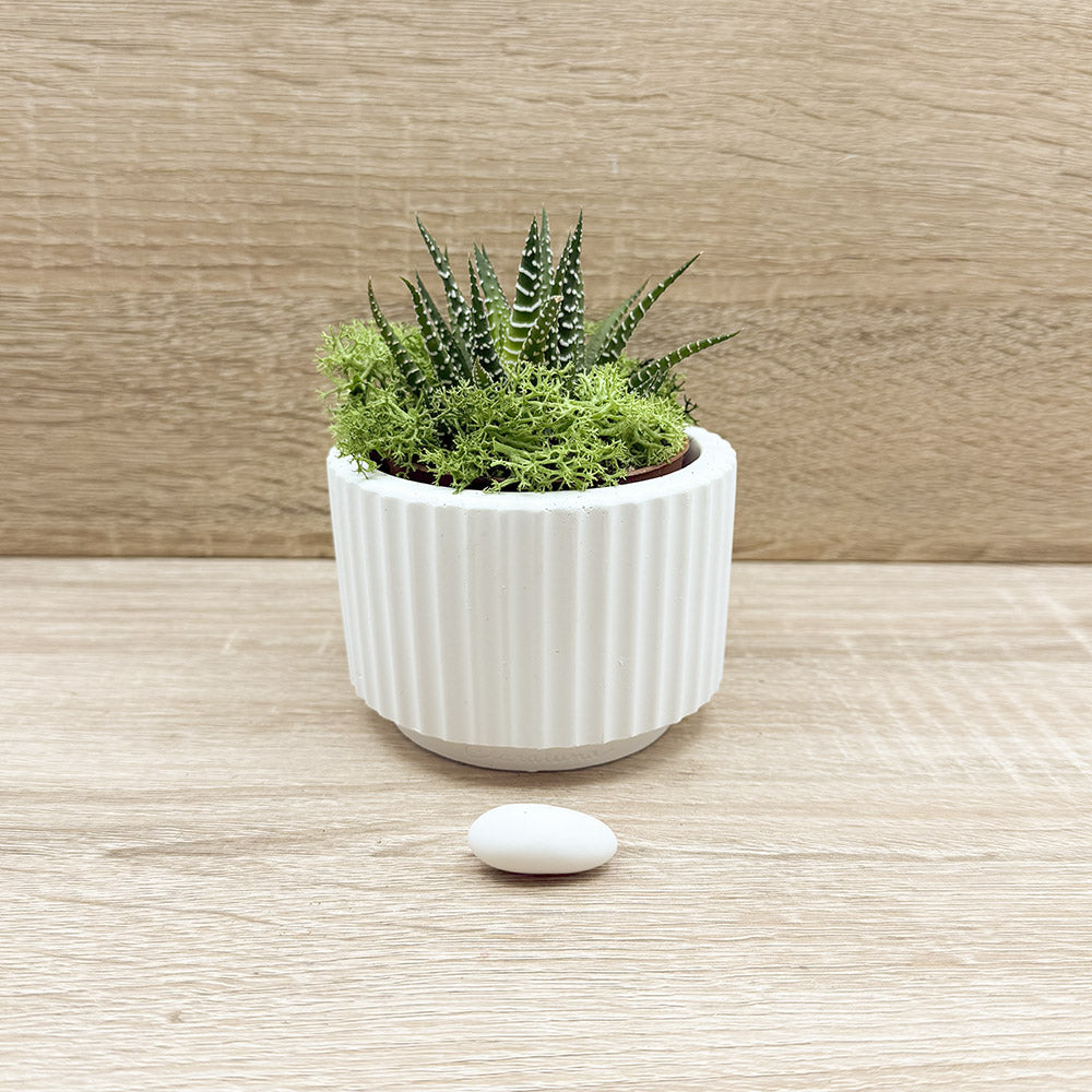 Vaso con Piantina e Muschio Claraluna