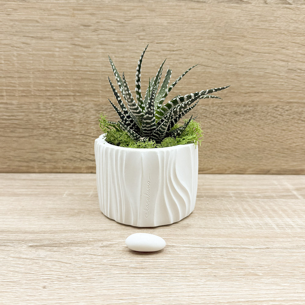 Vaso con Piantina e Muschio Claraluna