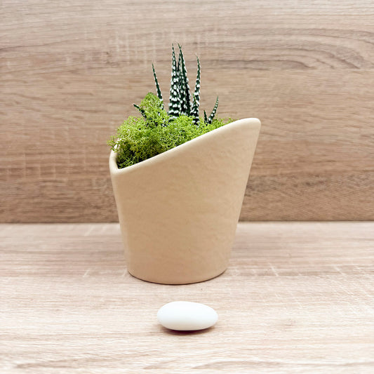 Vasetto Cuore Marrone con Piantina e Muschio Claraluna