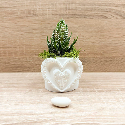 Vasetto Cuore Oro con Piantina e Muschio Claraluna