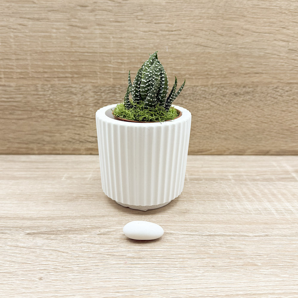 Vaso con Piantina e Muschio Claraluna