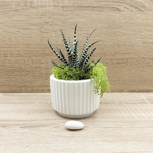 Vaso con Piantina e Muschio base Celeste Claraluna