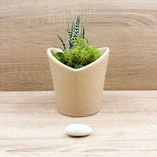 Vasetto Cuore Marrone con Piantina e Muschio Claraluna