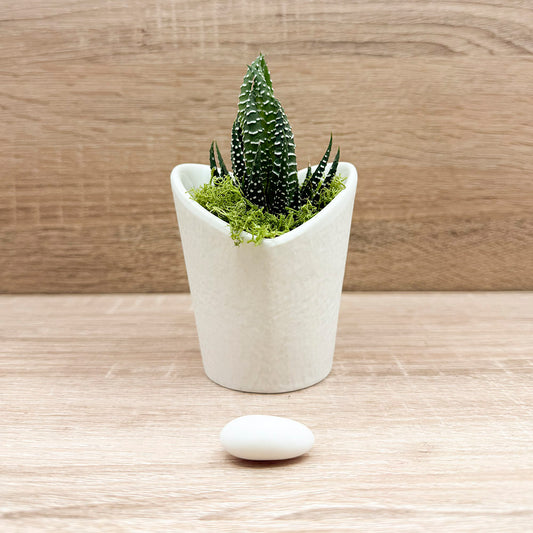 Vasetto Cuore Bianco Piccolo con Piantina e Muschio Claraluna