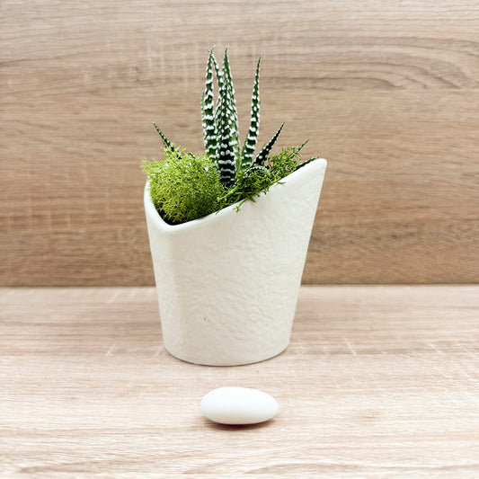 Vasetto Cuore Bianco con Piantina e Muschio Claraluna