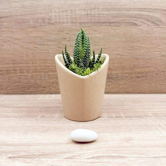 Vasetto Cuore Marrone Piccolo con Piantina e Muschio Claraluna