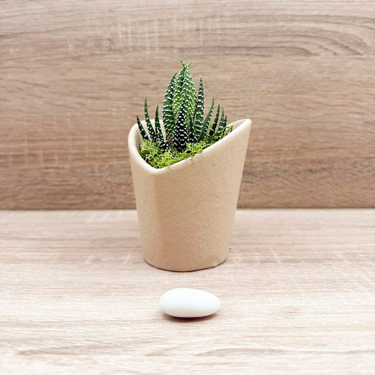 Vasetto Cuore Marrone Piccolo con Piantina e Muschio Claraluna