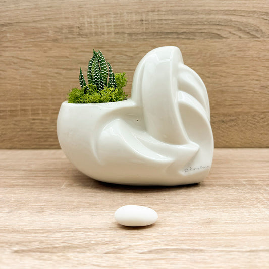 Vaso Cuore Bianco con Piantina e Muschio Claraluna