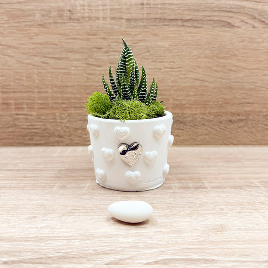 Vasetto Cuoricini Cuore Argento con Piantina e Muschio Claraluna