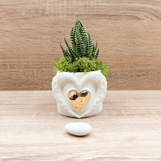 Vasetto Cuore Oro con Piantina e Muschio Claraluna